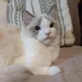 ラグドール【京都府・女の子・2025年1月22日・ブルーポイントバイカラー】の写真2