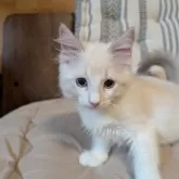 ラグドール【京都府・男の子・2025年8月12日・ブルーリンクスポイントバイカラー】の写真2