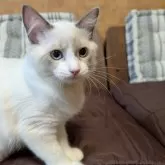 ラグドール【京都府・女の子・2025年4月22日・ブルーポイントバイカラー】の写真3