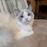 ラグドール【京都府・女の子・2025年1月22日・ブルーポイントバイカラー】の写真4