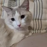 ラグドール【京都府・男の子・2024年7月7日・ブルーリンクスポイントバイカラー】の写真4