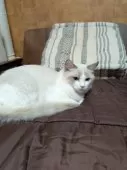 ラグドール【京都府・女の子・2024年11月3日・ブルーポイントバイカラー】の写真7