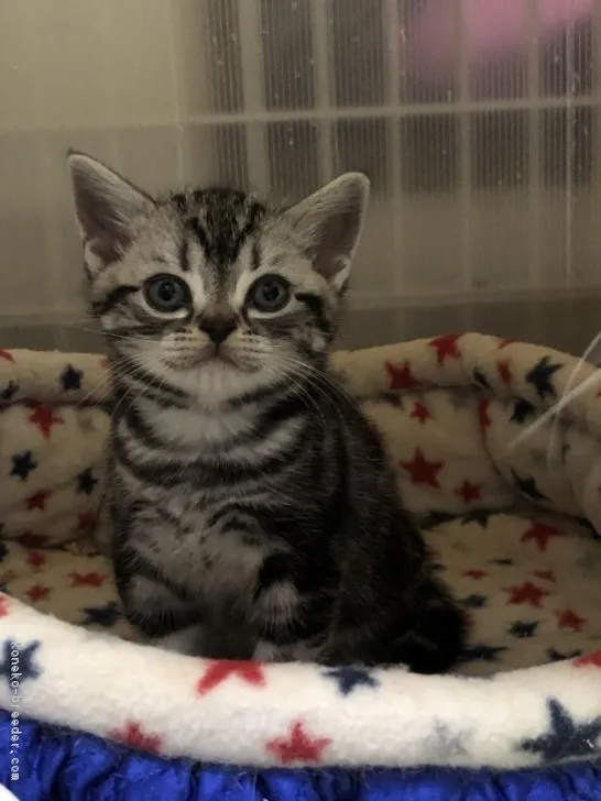 ID：1812-01077の子猫