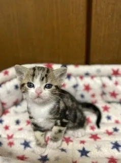K.Ｉ 様のお迎えした子猫
