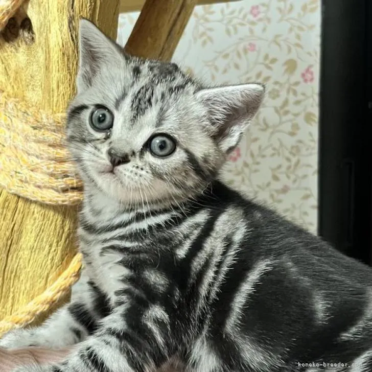 ID：2211-01587の子猫