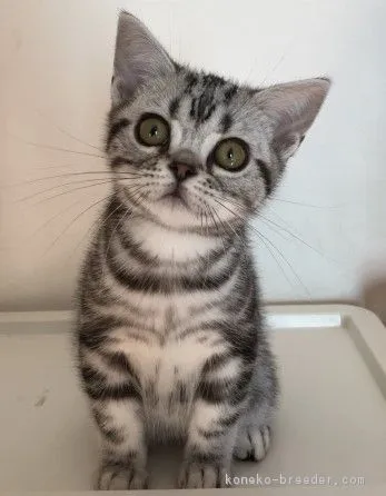 I.R 様のお迎えした子猫