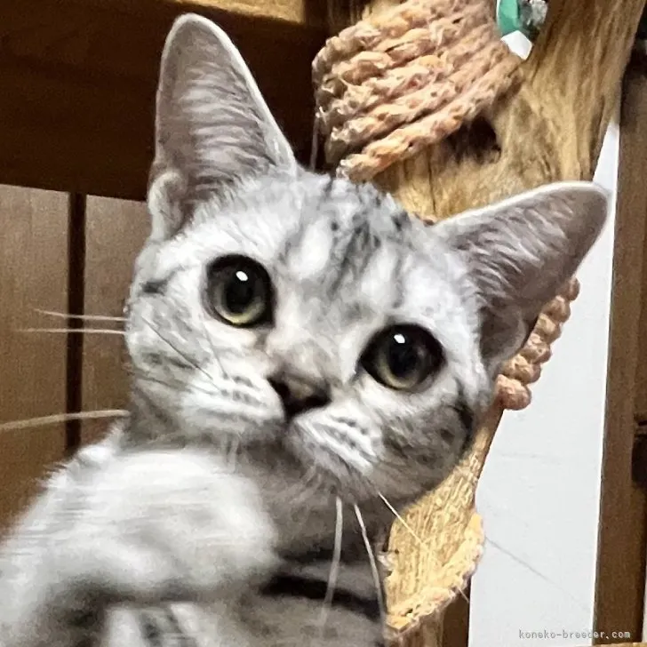 ID：2305-02370の子猫