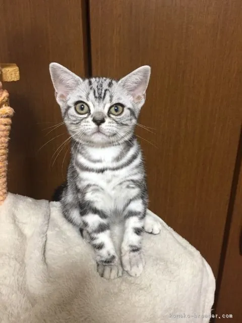 ID:1707-00484の子猫