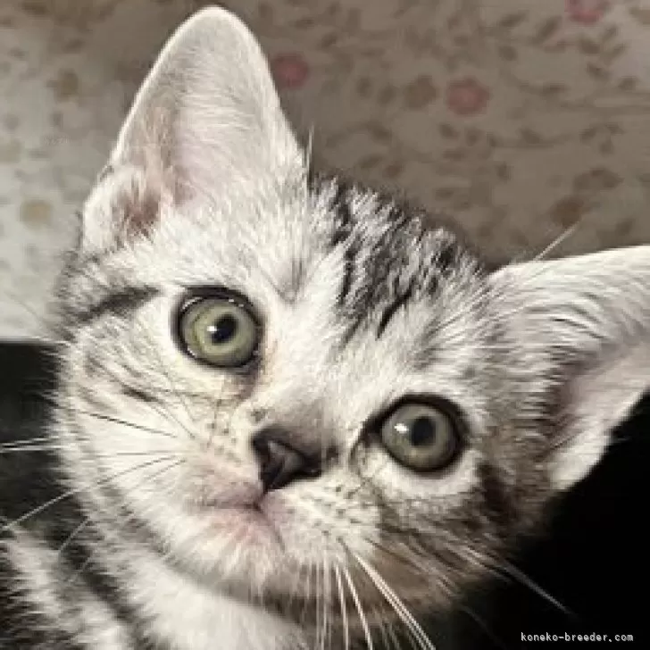 ID：2405-00547の子猫