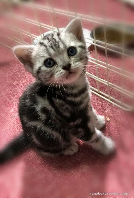 高田　俊秀 様のお迎えした子猫