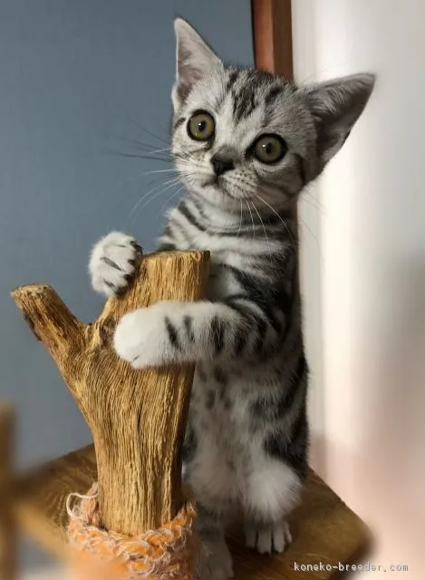 ID：1804-00623の子猫