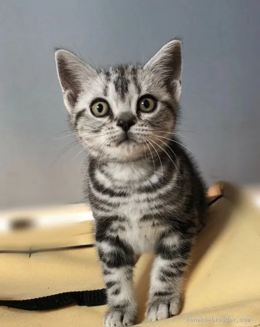 ID:1803-01287の子猫