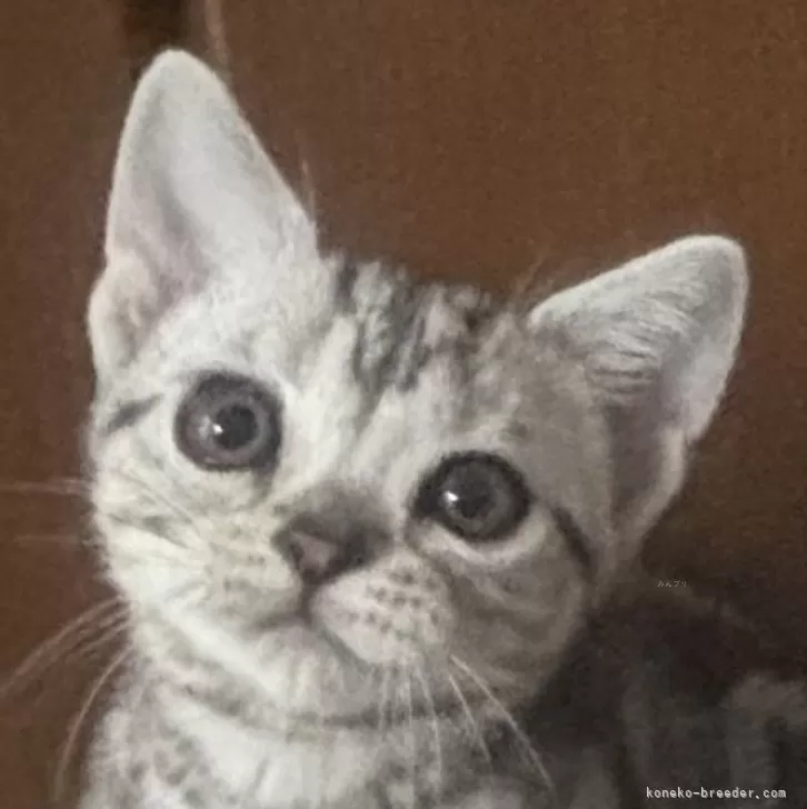 ID:2505-02515の子猫