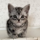 アメリカンショートヘア