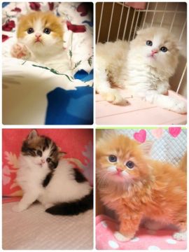 みんなの猫図鑑 埼玉県で評判の良いラガマフィンのブリーダー キャッテリー紹介 みんなの猫図鑑 埼玉県で評判の良いラガマフィンのブリーダー キャッテリー紹介