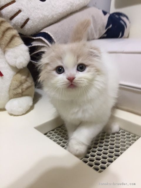 ID:1701-00133の子猫