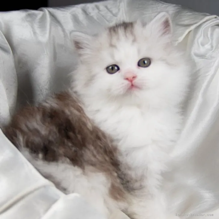 ID:2303-02497の子猫