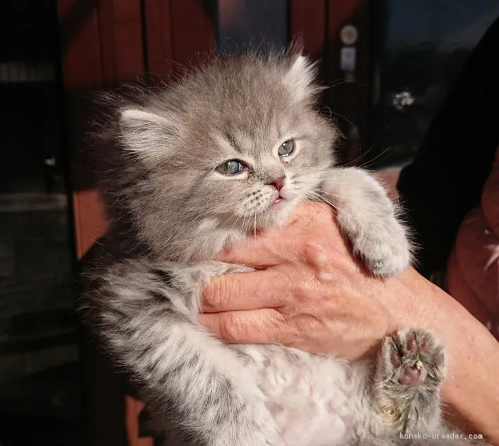 ID：2011-00719の子猫