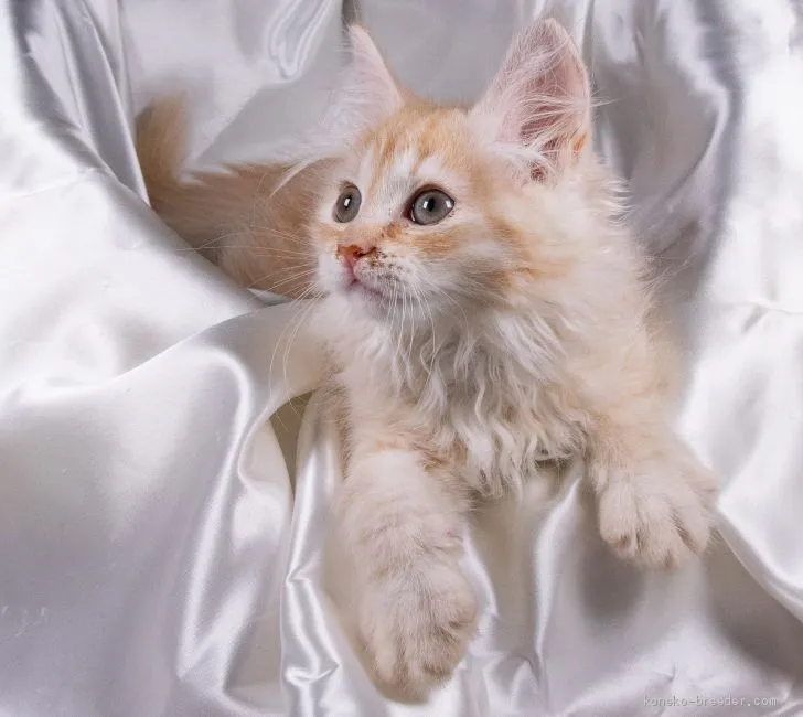 ぽぽ 様のお迎えした子猫
