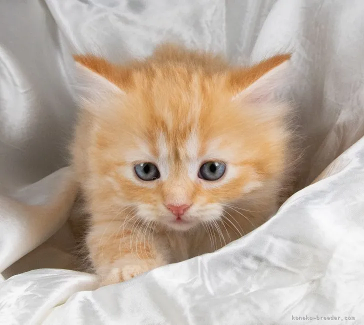 ID:2106-00111の子猫
