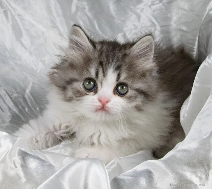 ID：2003-00582の子猫