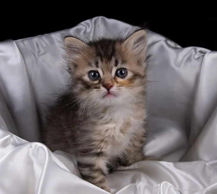 もこ 様のお迎えした子猫