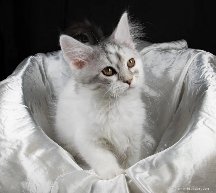 ID：2002-00973の子猫