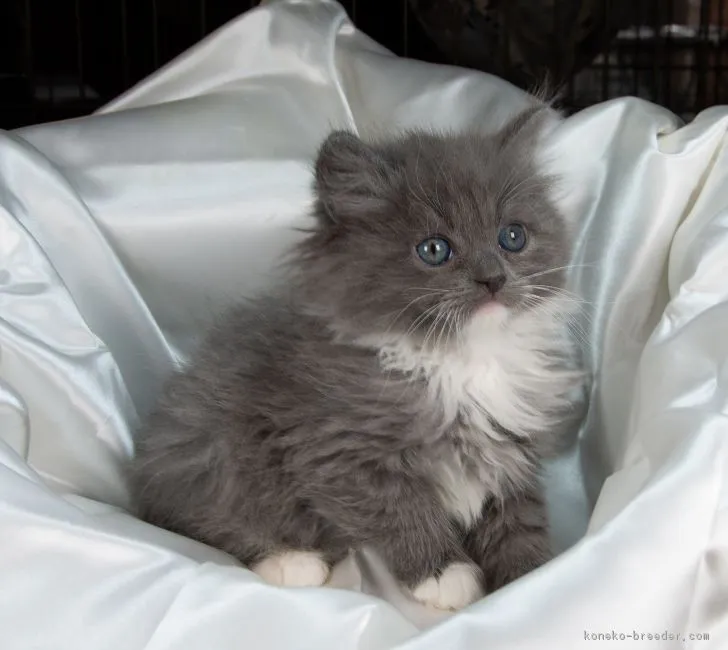 ID:1901-00757の子猫