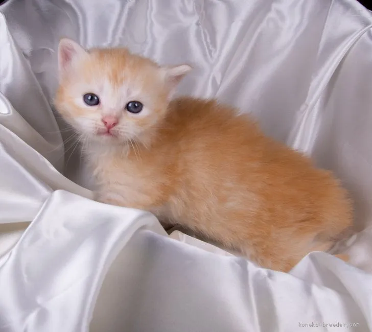ふじハニママ 様のお迎えした子猫