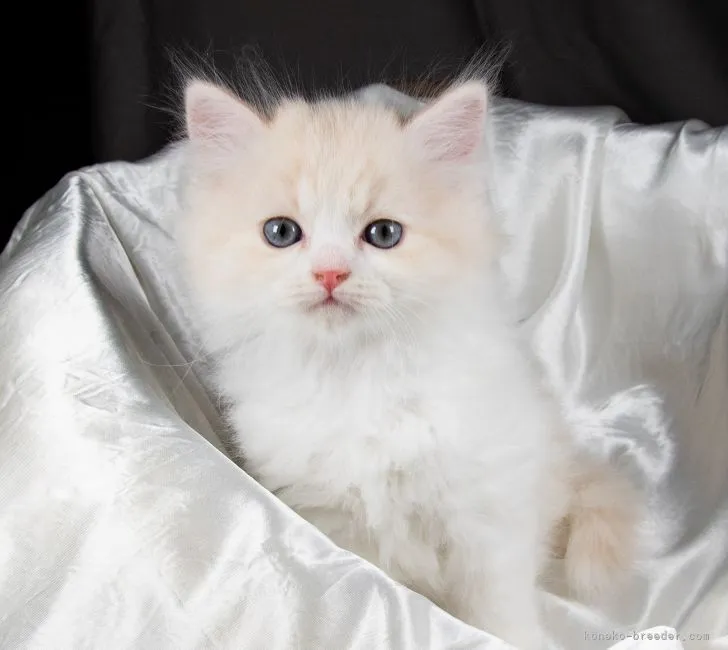 ID：2108-01697の子猫