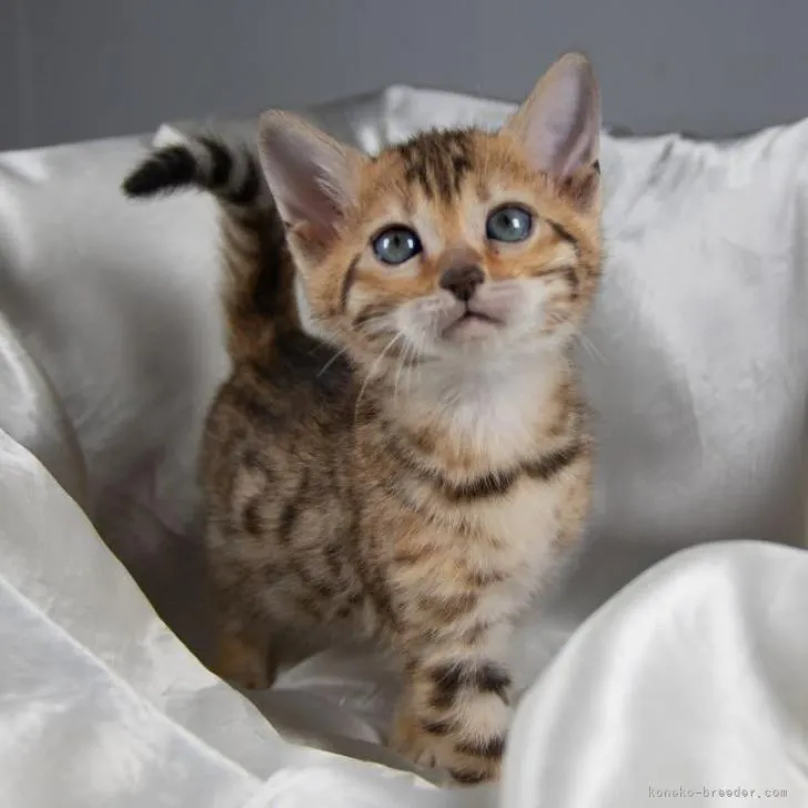 ID：2302-00152の子猫