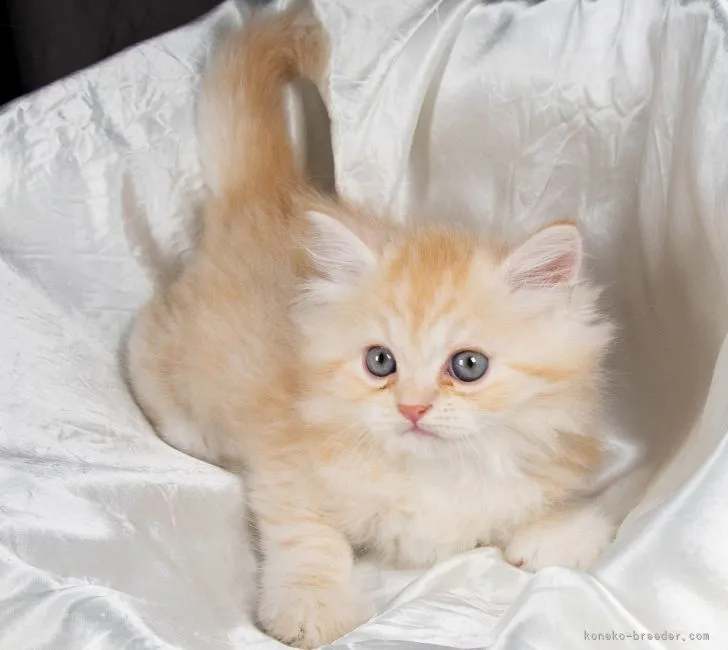 ID：2108-01699の子猫