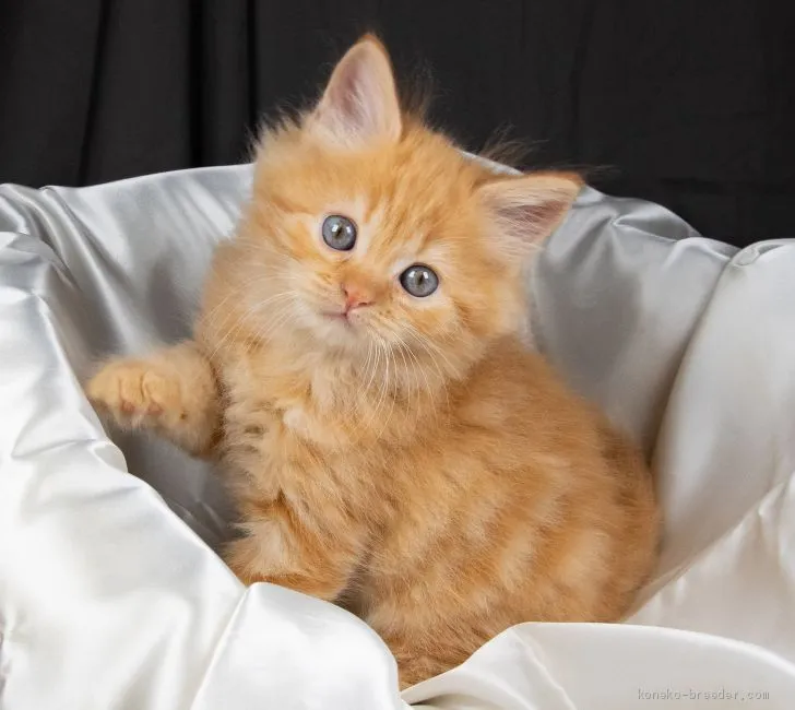 ID:1910-01857の子猫