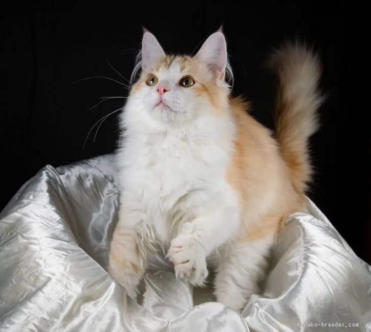 シュン 様のお迎えした子猫