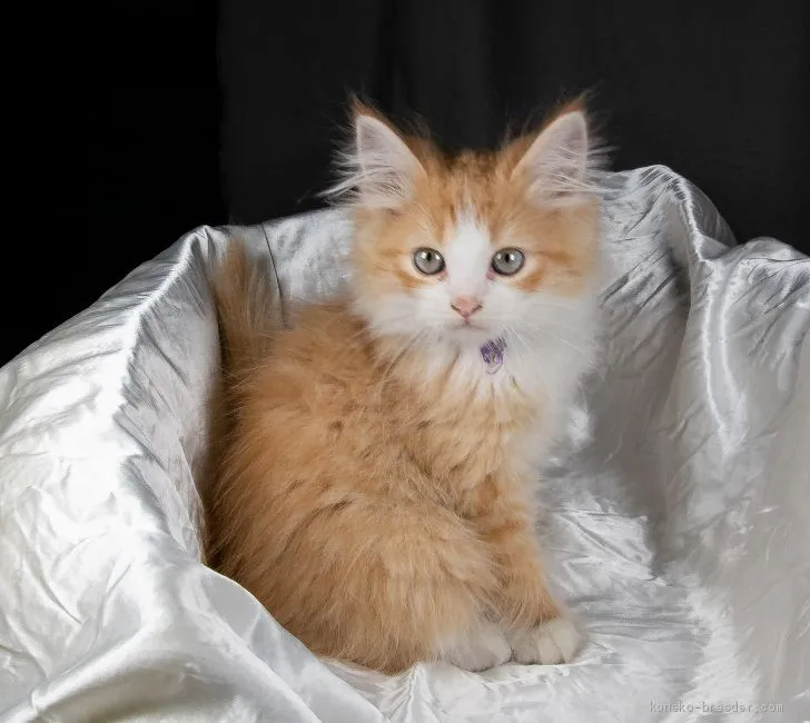 ID:1912-01183の子猫