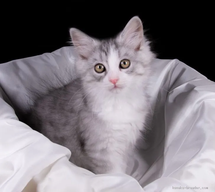 ID:1905-00835の子猫