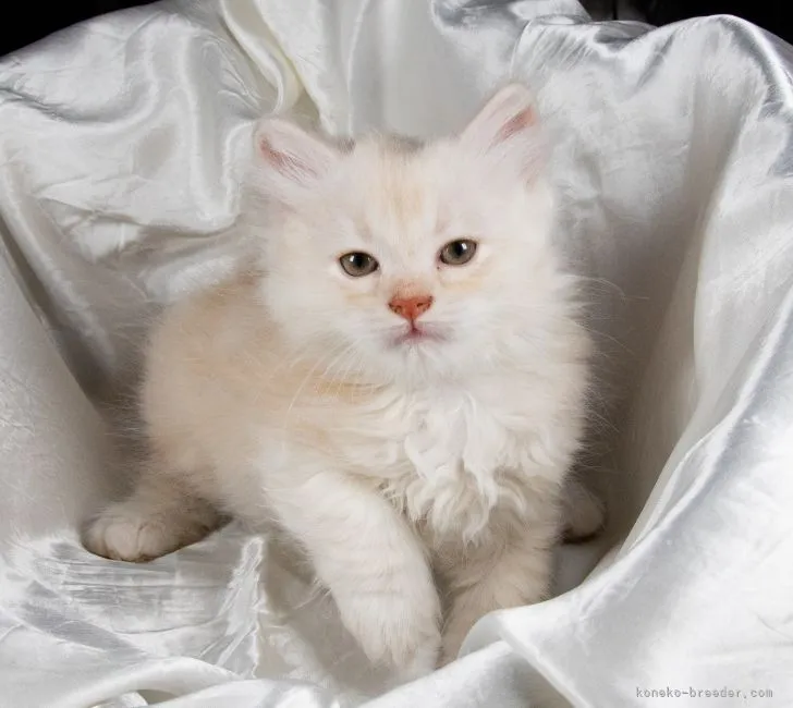 ID：2105-01771の子猫