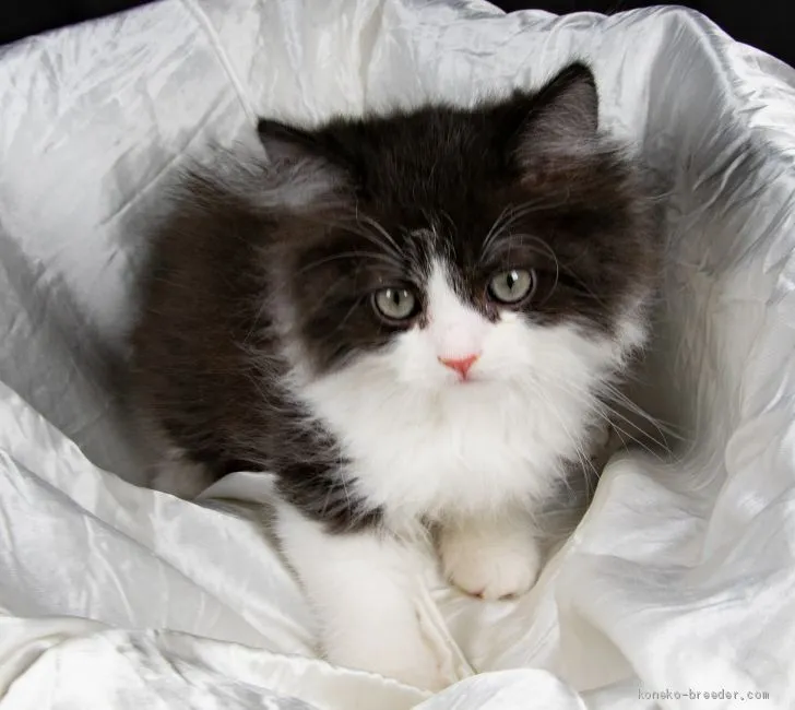 ID：2010-01186の子猫