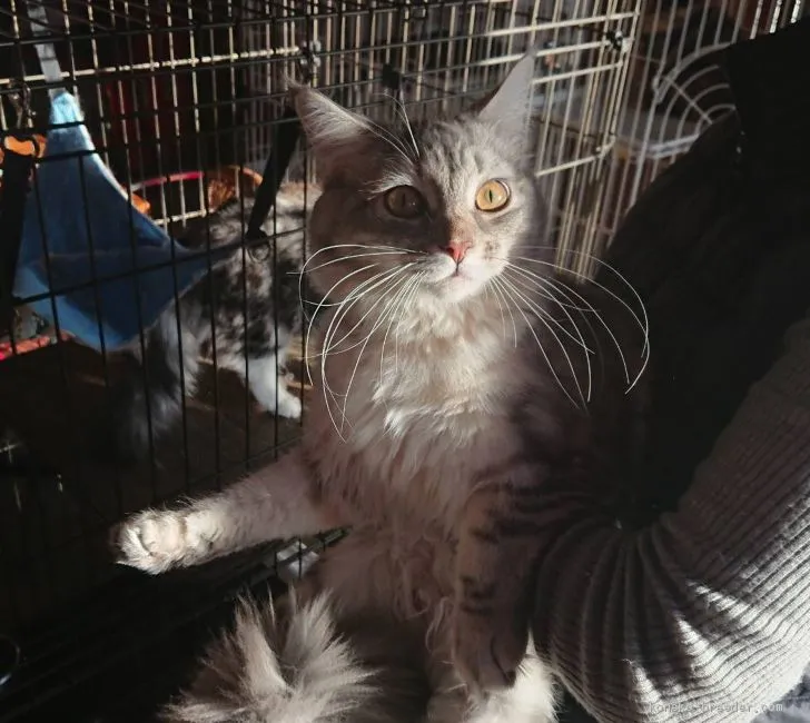 ID:1904-01722の子猫