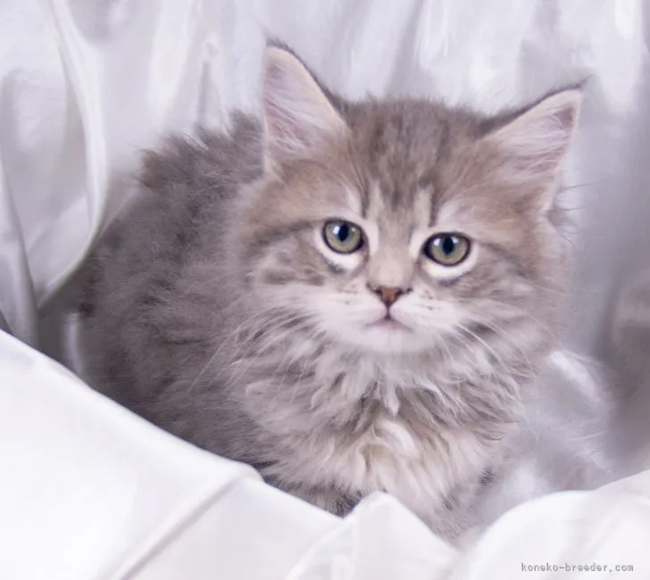 ID：2205-00882の子猫