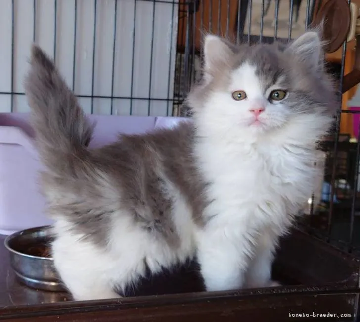 ID：2112-01215の子猫