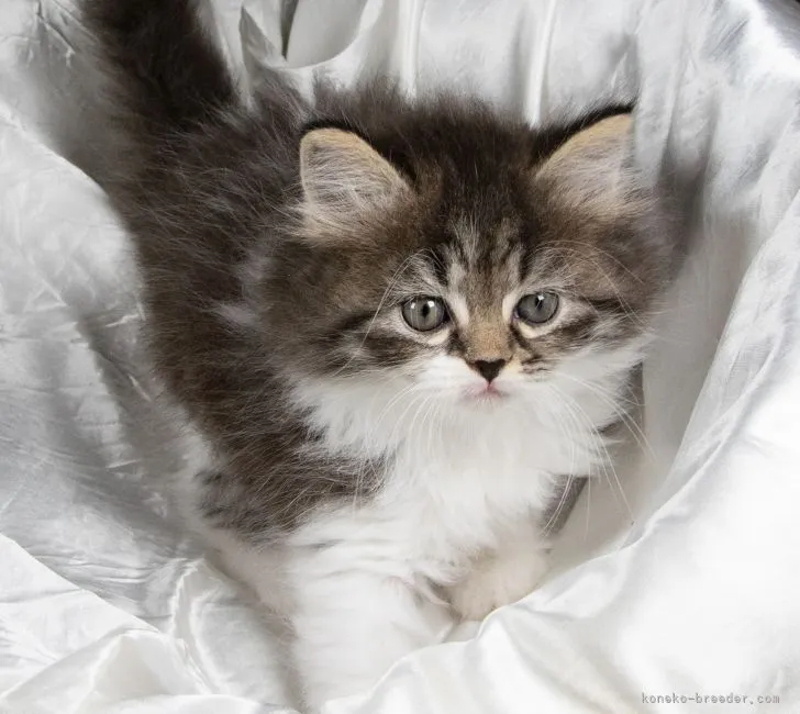 ID：2108-01696の子猫