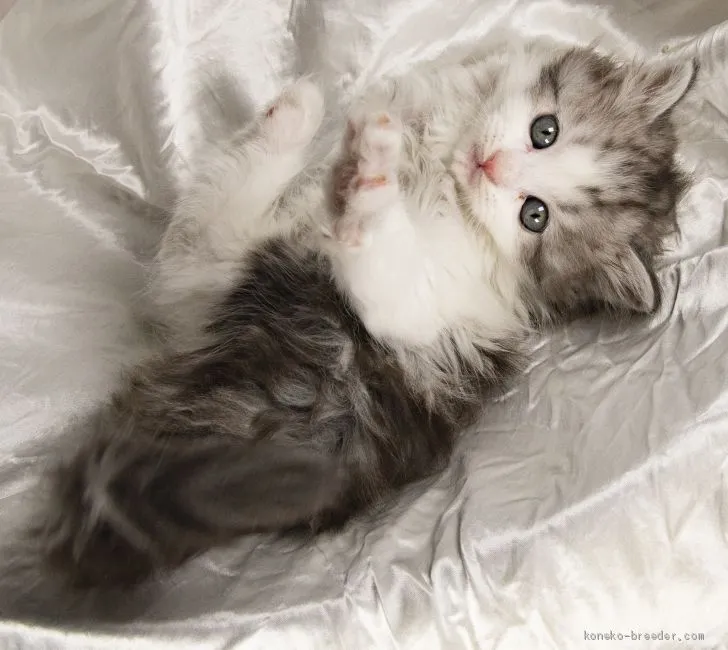 Y.M 様のお迎えした子猫