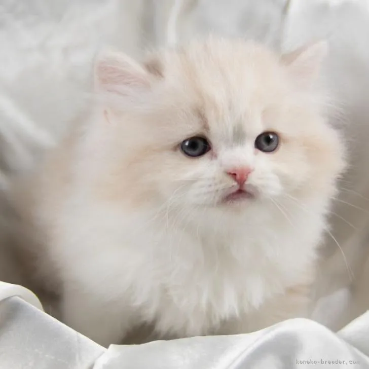 ID:2301-00702の子猫