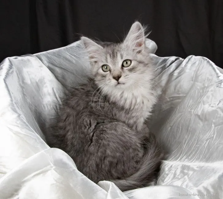 ID：1912-01185の子猫