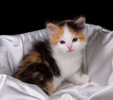 サイベリアン【茨城県・女の子・2019年5月25日・キャリコ】の写真「人懐っこく元気な女の子です。」