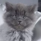 サイベリアン【茨城県・女の子・2024年10月25日・ブルー】の写真1