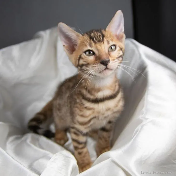 ID：2210-00034の子猫