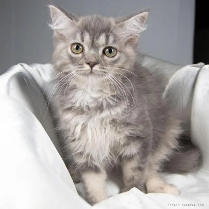 ID:2207-02765の子猫