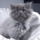 サイベリアン【茨城県・女の子・2024年10月25日・ブルー】の写真2